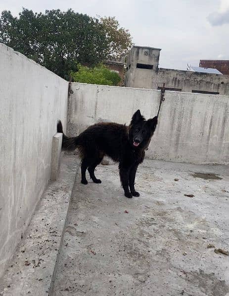 Black Shepherd Female Dog 1