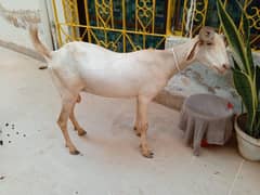 Antique Bakri Tapri