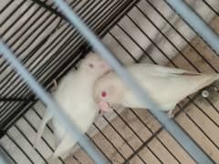 albino red eye breeder pair 0