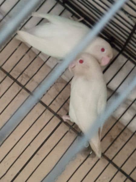 albino red eye breeder pair 1