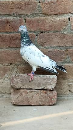 Pigeon