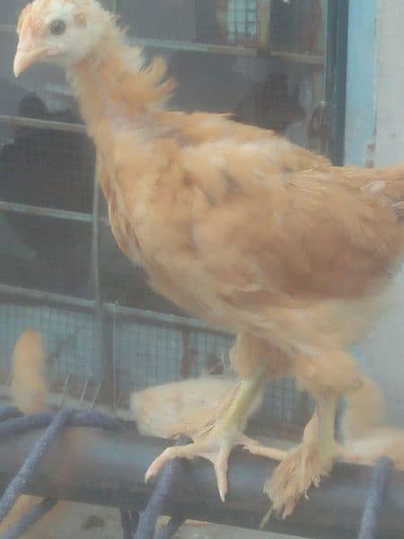 Golden heavy Buff and white Heavy Buff 2 month chiks for sale 3