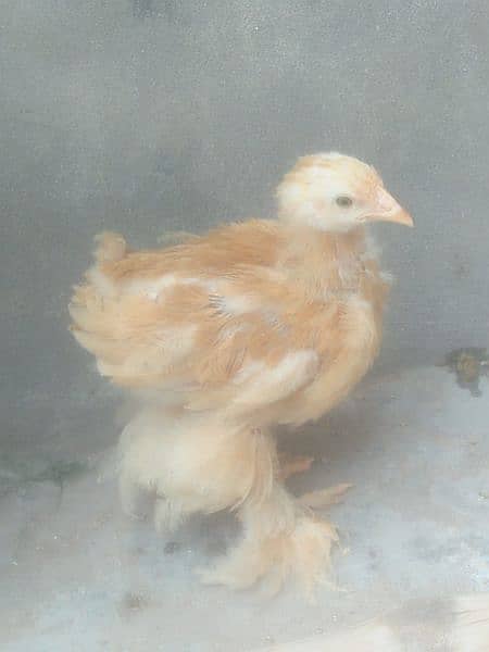 Golden heavy Buff and white Heavy Buff 2 month chiks for sale 4