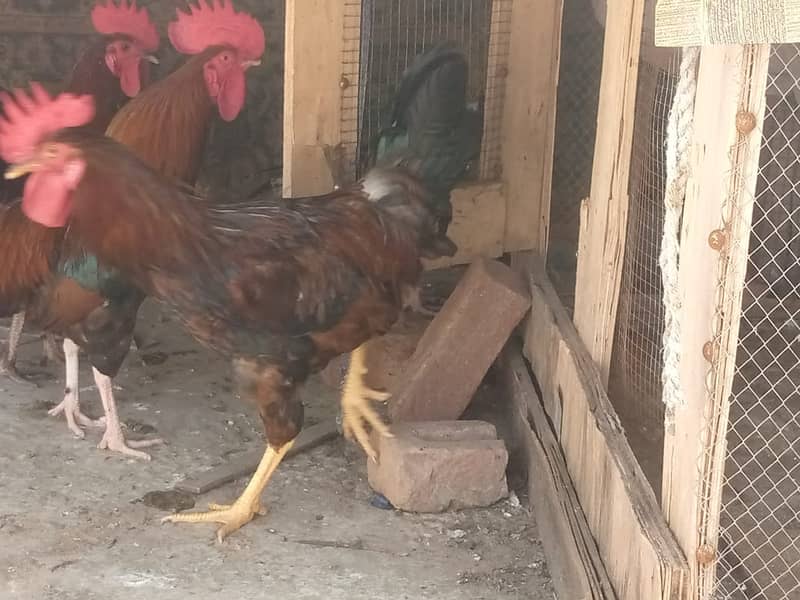 Desi male hen 1