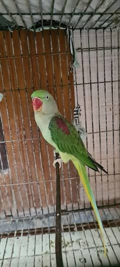 raw parrot female for sale