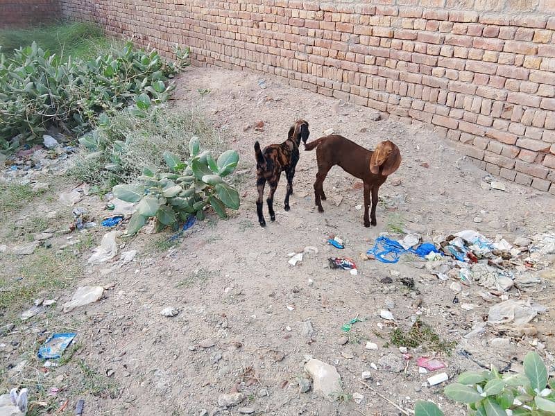 Goat and a single  babe female for sale 2