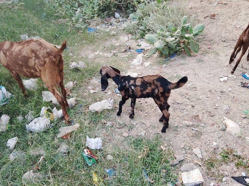 Goat and a single  babe female for sale 3