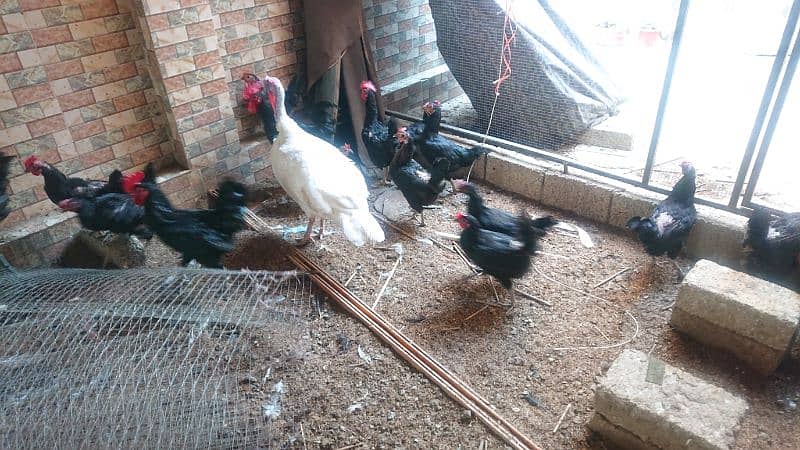 Australorps whole setup for sale 0