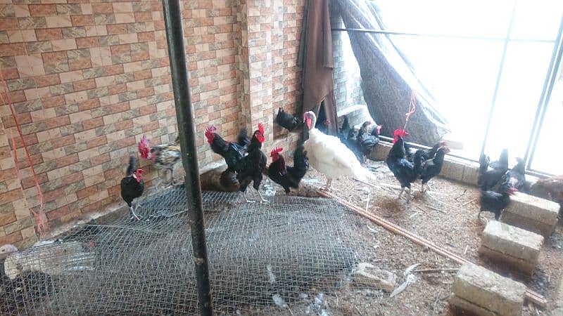 Australorps whole setup for sale 2