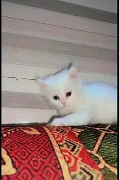 pareshan cat for sale WhatsApp number 03274272410