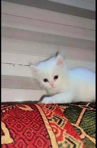 pareshan cat for sale WhatsApp number 03274272410 0