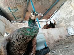 We are offering beautiful and healthy peacocks for sale at our These