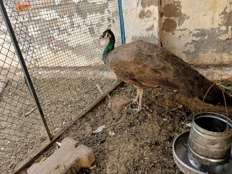 We are offering beautiful and healthy peacocks for sale at our These 1