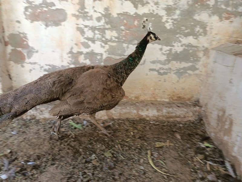 We are offering beautiful and healthy peacocks for sale at our These 4