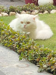 Persian Kitten For Sale Cat