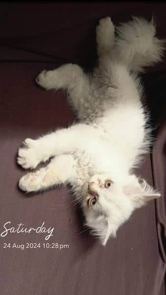 Persian Kitten For Sale Cat 2