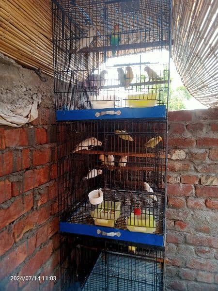 1 cage 5 portion and 4portion cage for sale  ALI cage walo ka hai 1