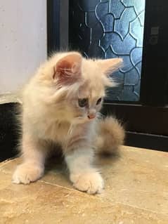 2 kittens for sell 2 months old 0