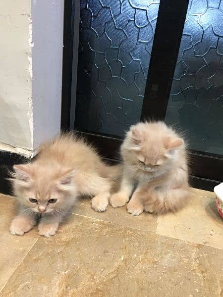 2 kittens for sell 2 months old 9