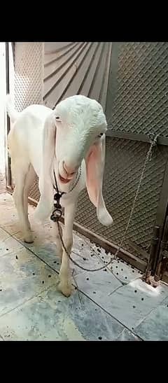 Bakri for sale 03153400091