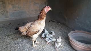 Aseel Madi, Aseel Chicks, Mianwali Aseel Hen with chicks available 0