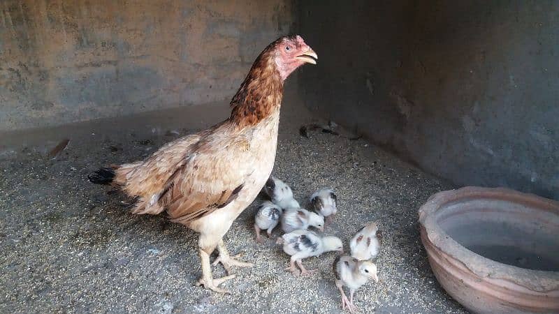 Aseel Madi, Aseel Chicks, Mianwali Aseel Hen with chicks available 0