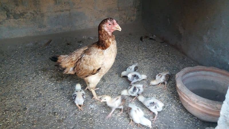 Aseel Madi, Aseel Chicks, Mianwali Aseel Hen with chicks available 1