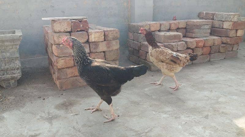 Aseel Madi, Aseel Chicks, Mianwali Aseel Hen with chicks available 2