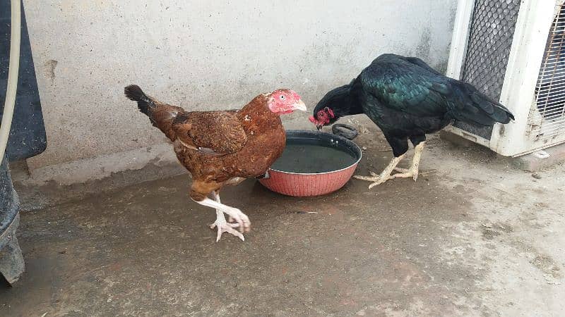 Aseel Madi, Aseel Chicks, Mianwali Aseel Hen with chicks available 3