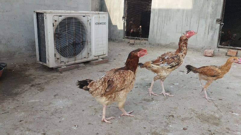 Aseel Madi, Aseel Chicks, Mianwali Aseel Hen with chicks available 4