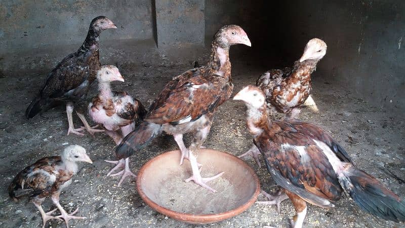 Aseel Madi, Aseel Chicks, Mianwali Aseel Hen with chicks available 5