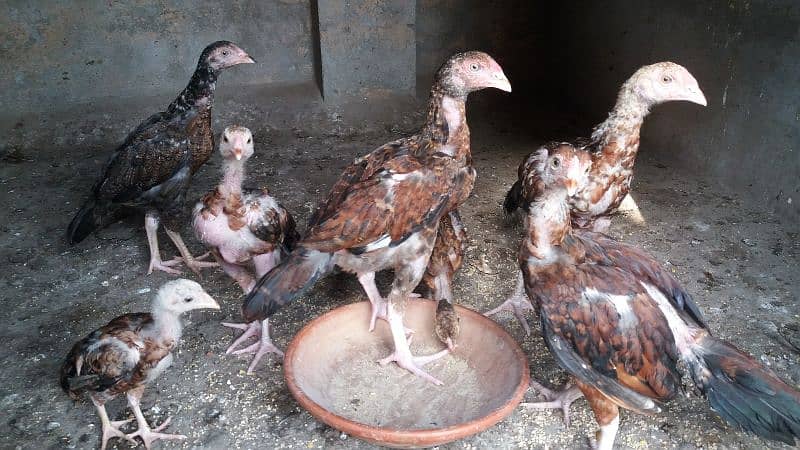 Aseel Madi, Aseel Chicks, Mianwali Aseel Hen with chicks available 6