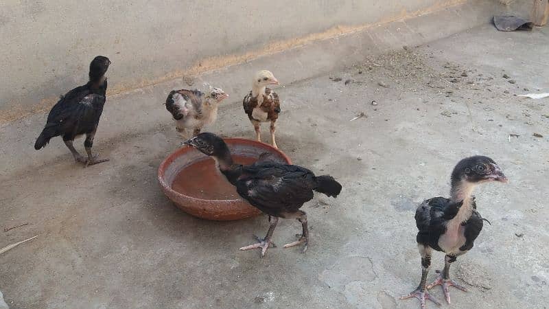 Aseel Madi, Aseel Chicks, Mianwali Aseel Hen with chicks available 8