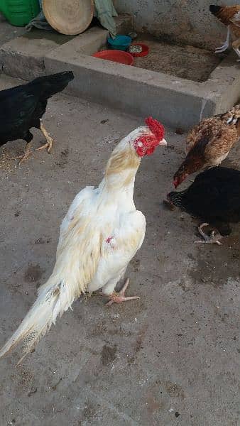 Aseel Madi, Aseel Chicks, Mianwali Aseel Hen with chicks available 9