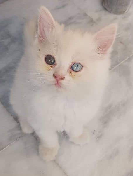 cat for sale vaccine clear sehatmand my WhatsApp 0322=600=88=12 1