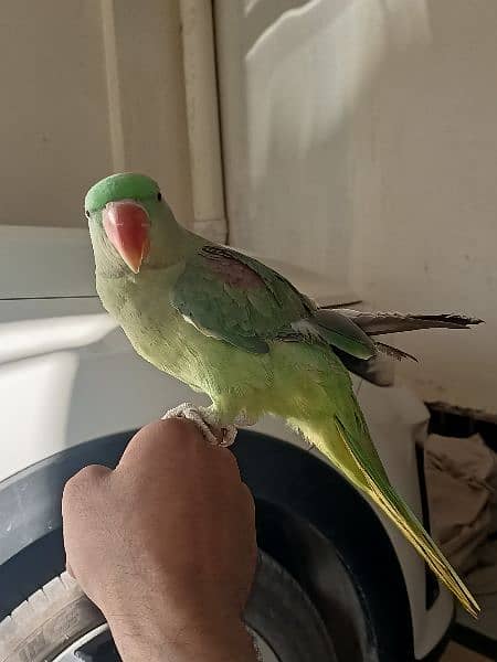 Raw parrot 0