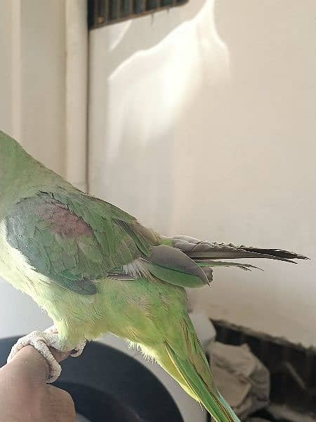 Raw parrot 4