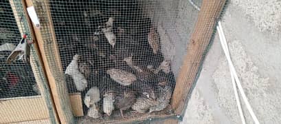 1 Quail Batair