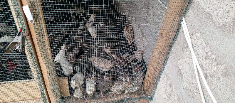 1 Quail Batair 0