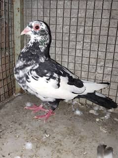 pigeon