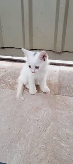 double coated persian kitten for sale