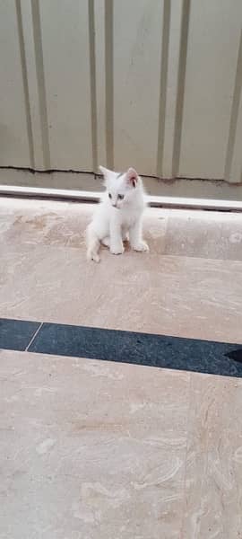 double coated persian kitten for sale 1