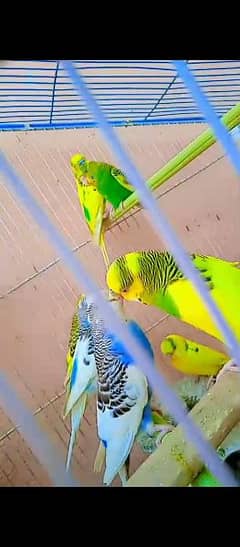 Australian birds budgie parrot