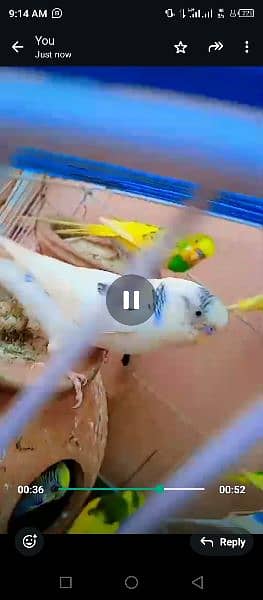 Australian birds budgie parrot 1