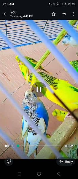 Australian birds budgie parrot 2