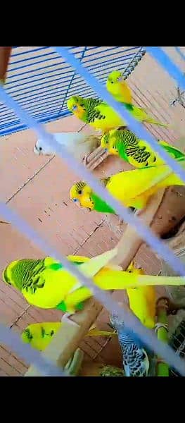 Australian birds budgie parrot 3