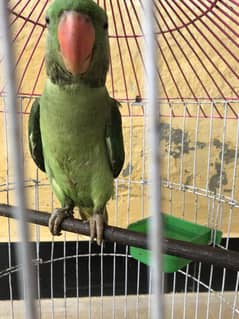 Kashmiri Speaking Parrot