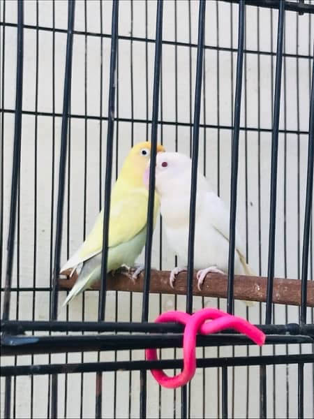 Love birds >Read add 1