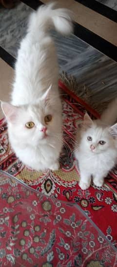 Persian cat