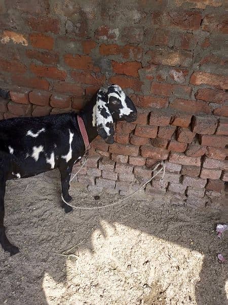 Goat For sale Dudh Wali ha 1